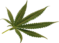 Premium Quality & Organic CBD products